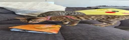 Bengal cats for sale: 🐆 Bengal Cat Pair Looking for a Loving Home 🐆 - Advert 9