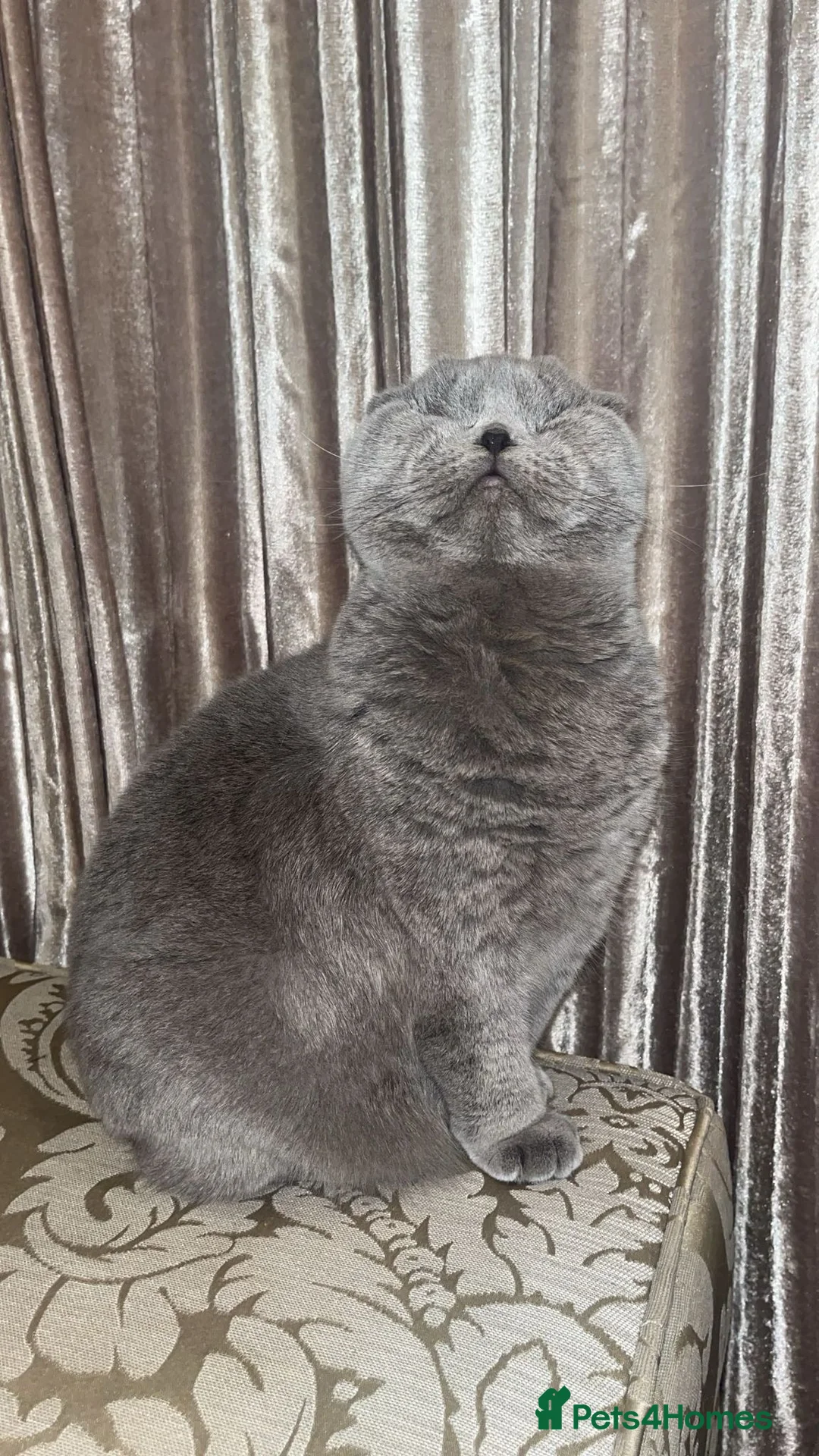 Scottish Fold cats for sale: Our Sightless Superstar - Willow  - Advert 1