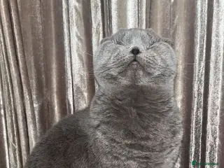 Scottish Fold cats Our Sightless Superstar - Willow - Advert 1