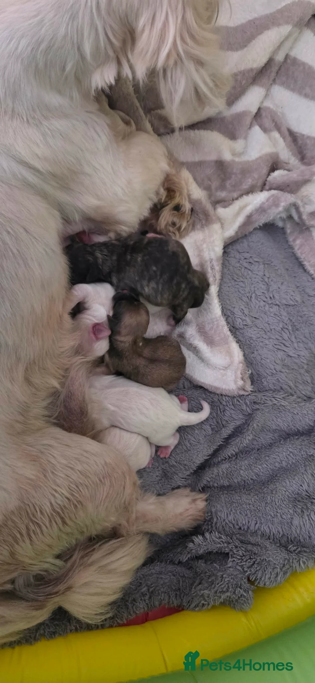 Lhasa Apso dogs for sale: Lhasa apso puppies in Knottingley - Advert 5