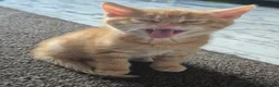 Mixed Breed cats for sale: 8 week old kittens. 2 boys 1 girl - Advert 11