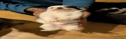 Pomchi dogs for sale: Stunning Pomchi babies - Advert 5