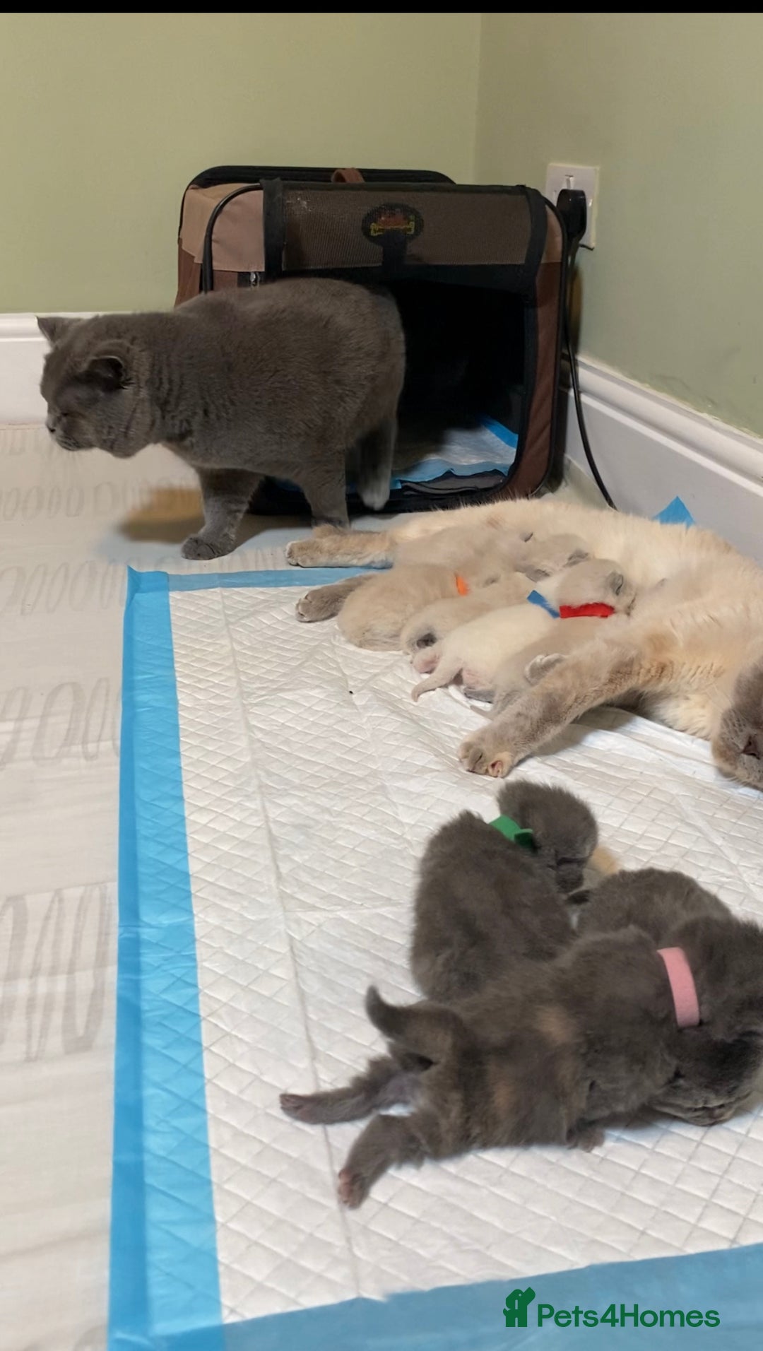 British Shorthair cats for stud: Meet Leo, Active Registered GCCF BHS Stud in Clitheroe - Advert 20