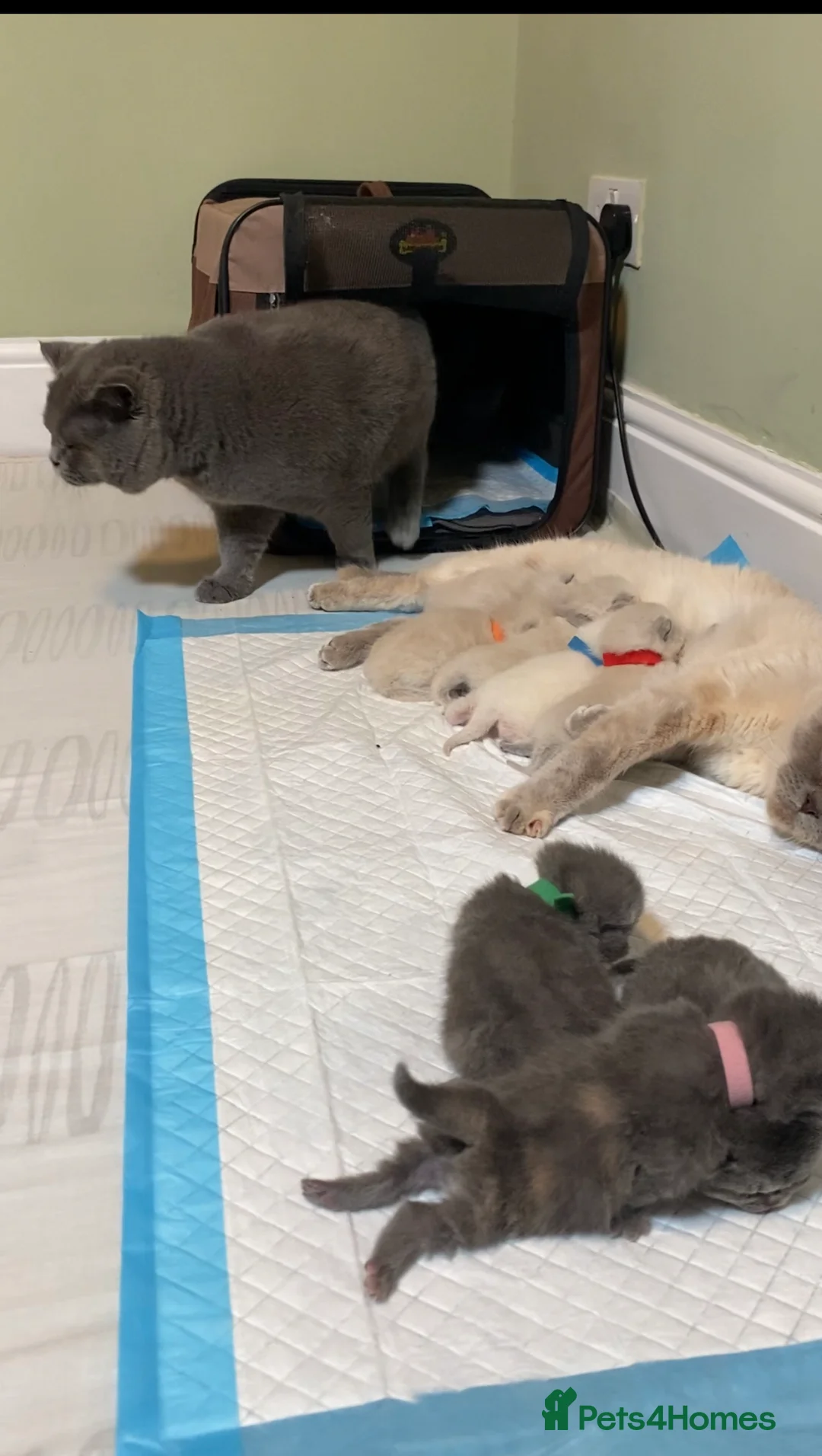 British Shorthair cats for stud: Meet Leo, Active Registered GCCF BHS Stud in Clitheroe - Advert 20