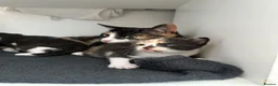Domestic Shorthair cats for sale: 3 kittens for sale in Bexhill-on-Sea - Advert 2