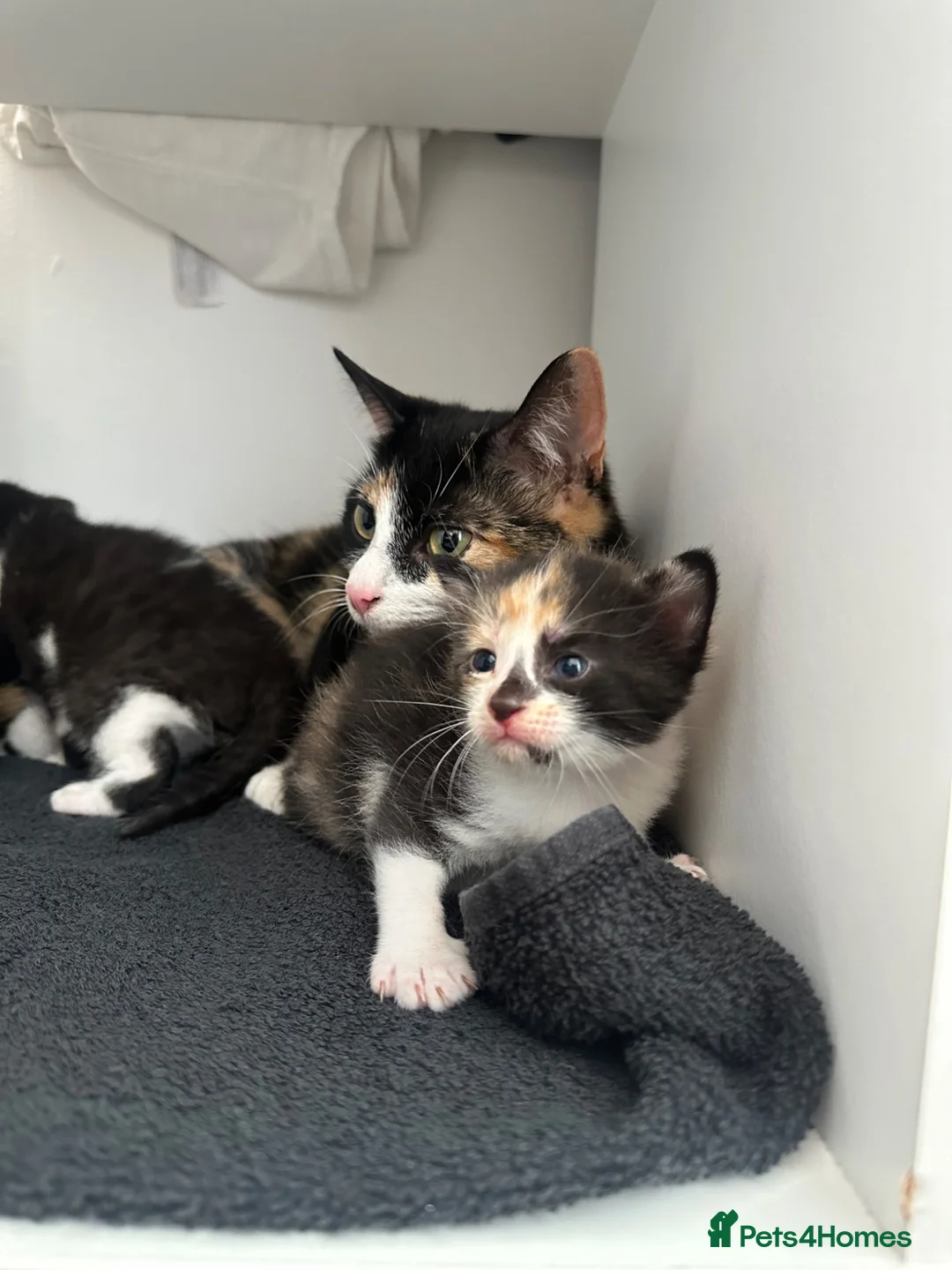 Domestic Shorthair cats for sale: 3 kittens for sale in Bexhill-on-Sea - Advert 2