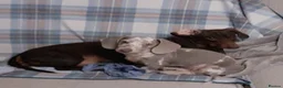 Miniature Dachshund dogs for sale: Isabella dapple boy !!! - Advert 1