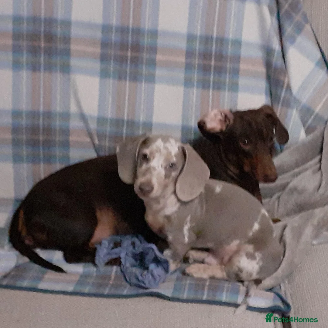 Miniature Dachshund dogs for sale: Isabella dapple boy !!! - Advert 1