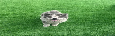 Rare blue merle chow chow male 5