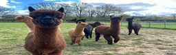 Alpaca livestock for sale: 5 beautiful quality BAS registered alpacas - Advert 10
