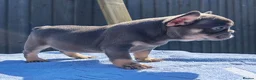 French Bulldog dogs for sale: Stunning litter of pups - Advert 8