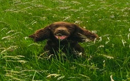 Sprocker dogs for stud: Sprocker Stud - Image 6