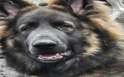 German Shepherd dogs for sale: ⭐️Chunky kc reg GSD pups ⭐️  - Image 9