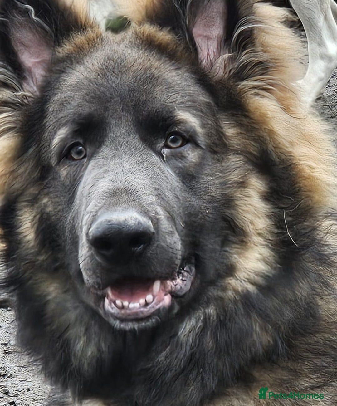 German Shepherd dogs for sale: ⭐️Chunky kc reg GSD pups ⭐️  - Image 9