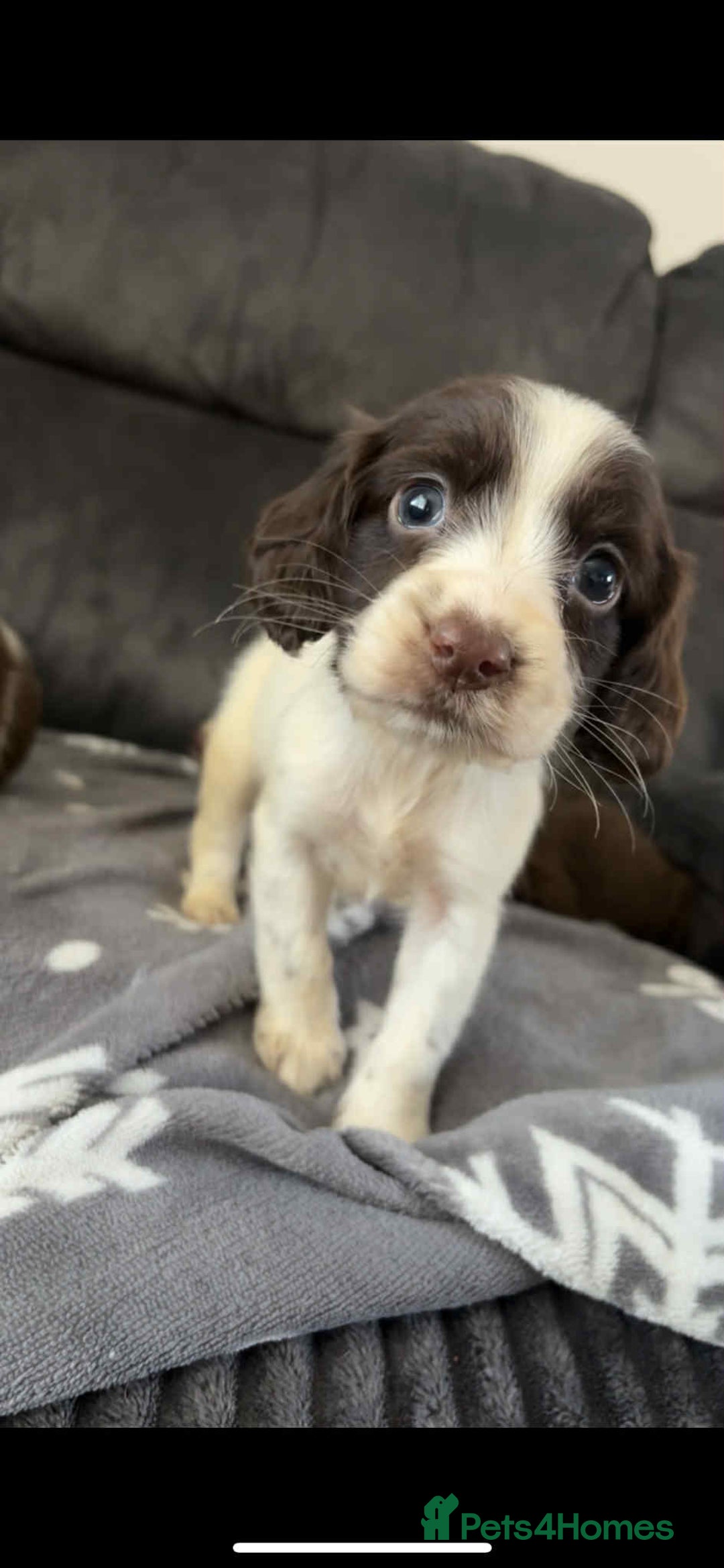 Cocker Spaniel dogs for sale: Cocker Spaniel Puppy’s  - Image 7