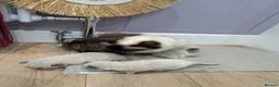 Ragdoll cats for sale: Beautiful Ragdolls - Advert 18