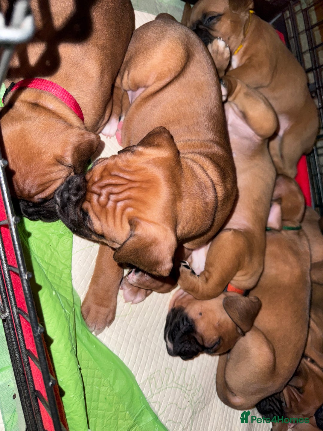 Boxer dogs for sale: 10 Boxer X Puppies - Ready 13th October - Image 36