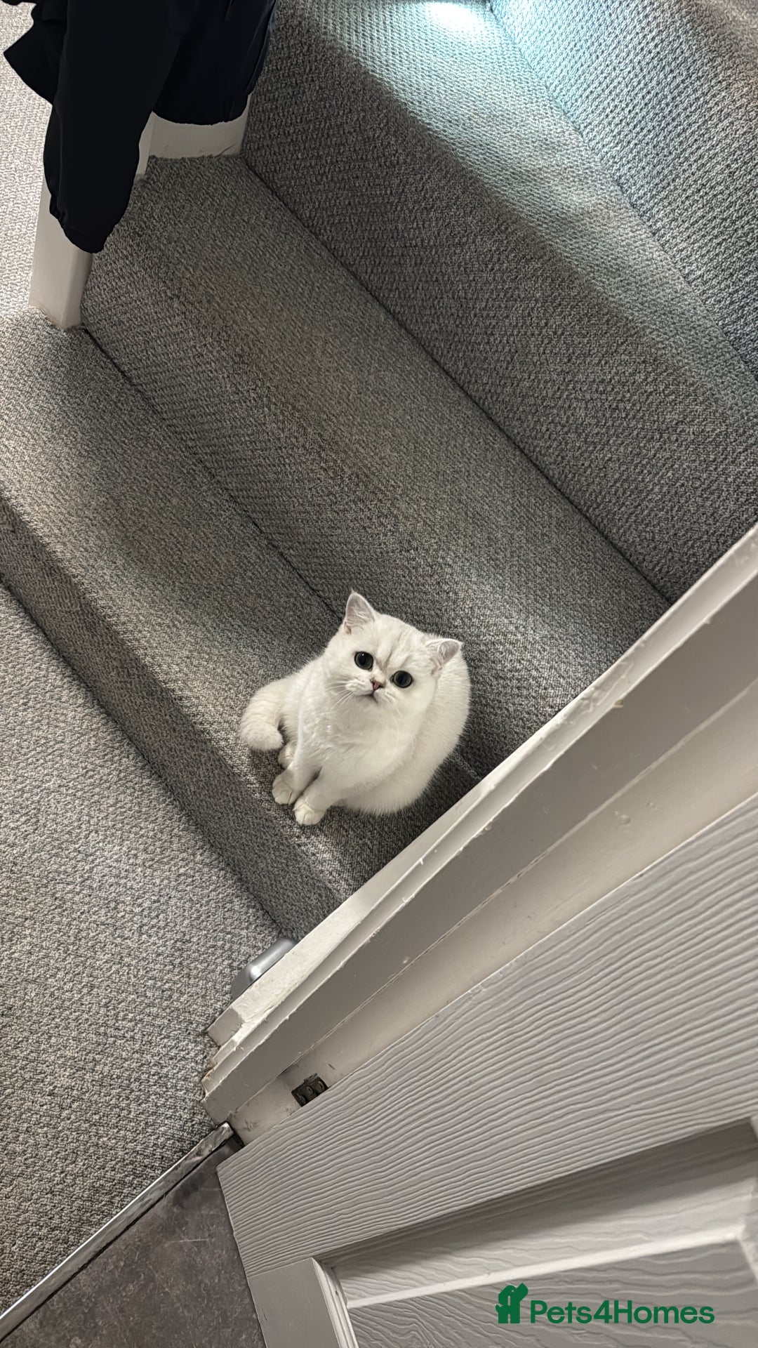 British Shorthair cats for sale: Luna looking for a lovely new family - Advert 11