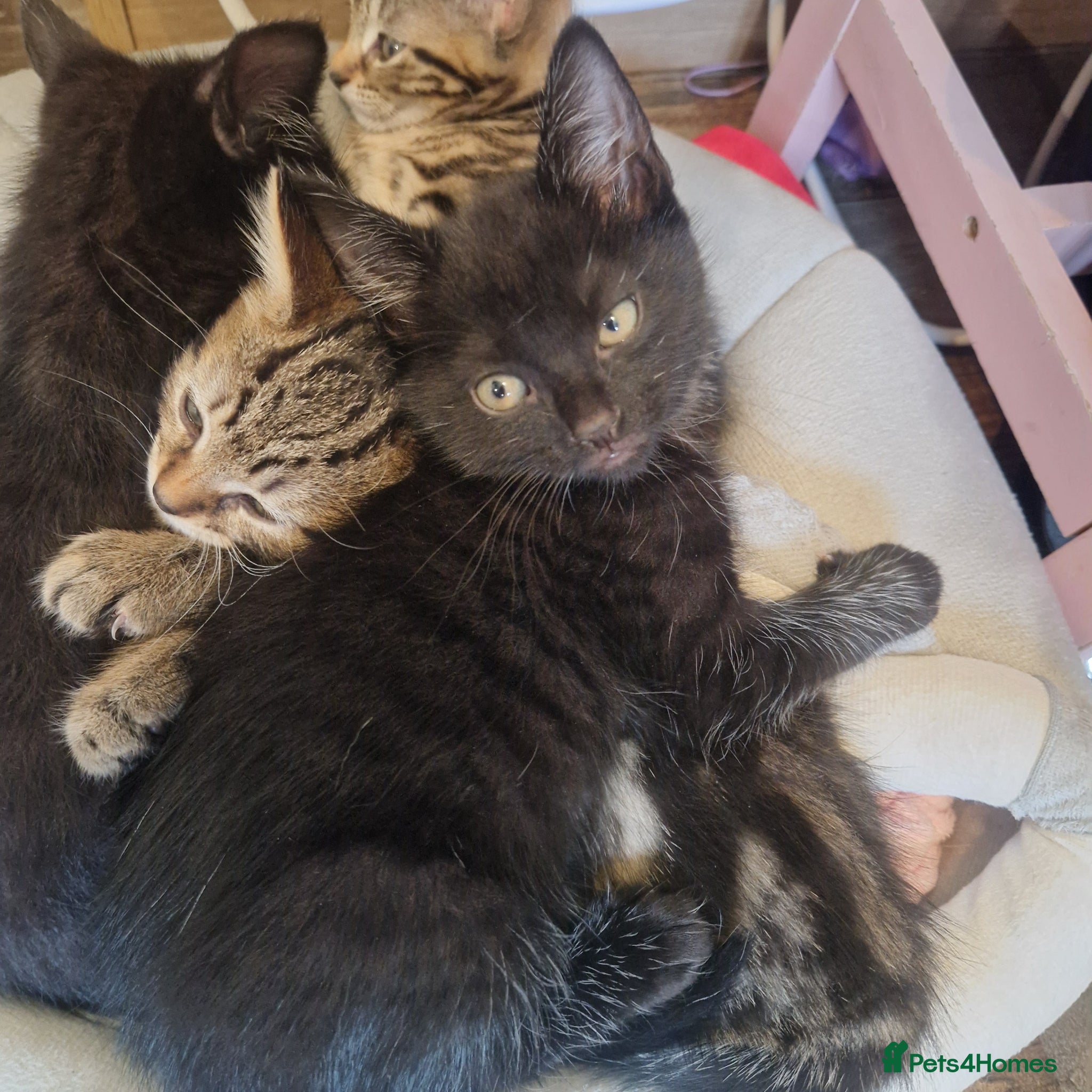 Mixed Breed cats 3 kittens - Advert 1