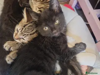 Mixed Breed cats 3 kittens - Advert 1