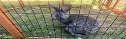 Belgian Hares rabbits for sale: Female Belgian Hare in Richmond - Advert 2