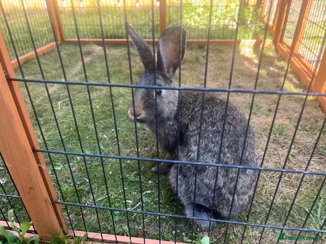 Belgian Hares rabbits for sale: Female Belgian Hare in Richmond - Advert 2