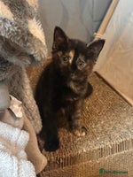 Ragdoll cats - Advert 14