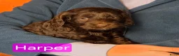 Cockapoo dogs for sale: Stunning cockapoo puppies for sale - Advert 8