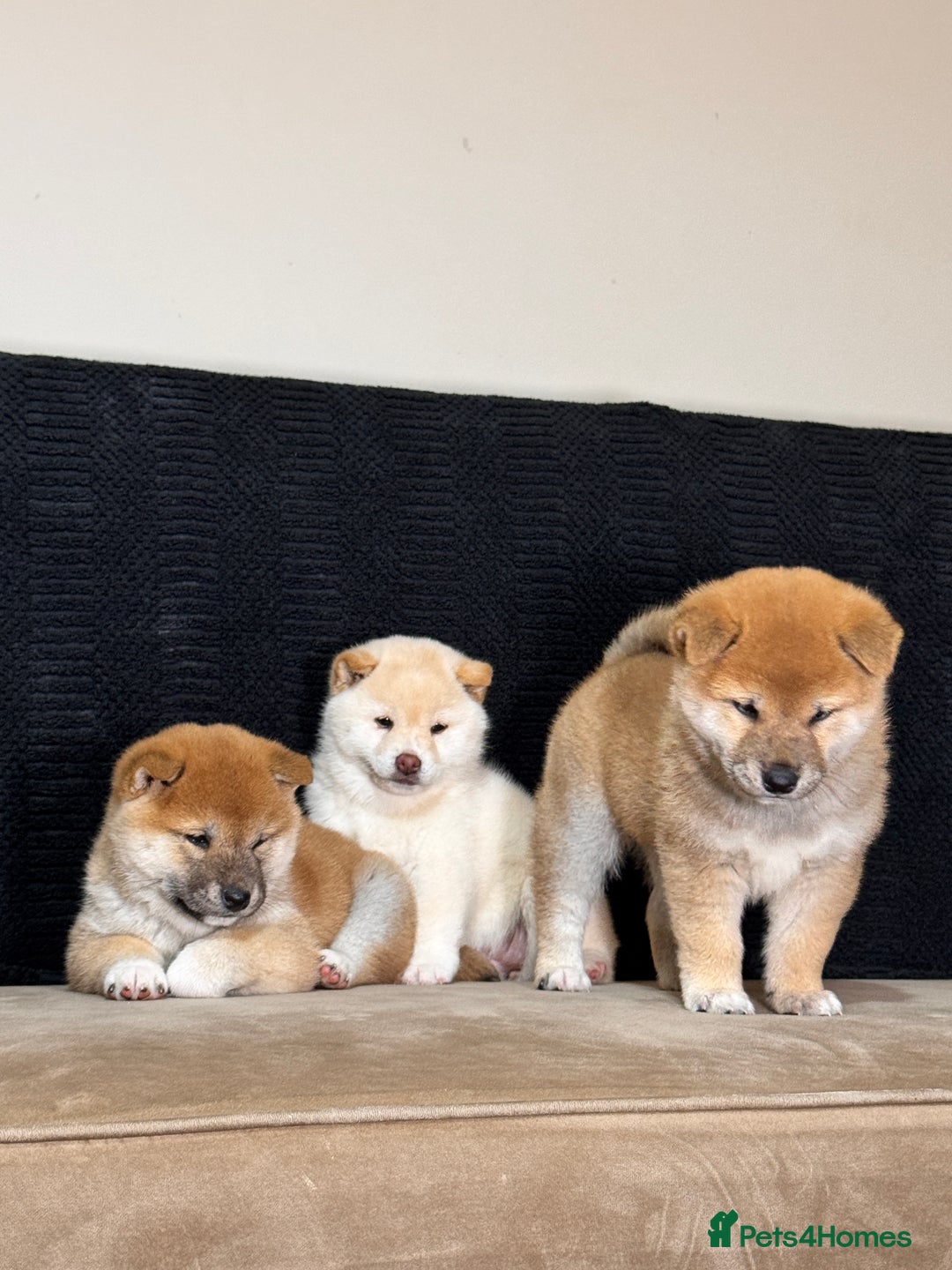 Japanese Shiba Inu dogs for sale: Shiba Inu Puppies  - Advert 2