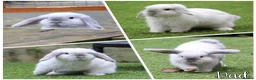 Mini Lop rabbits for sale: 3 pure bred mini lops - Advert 29