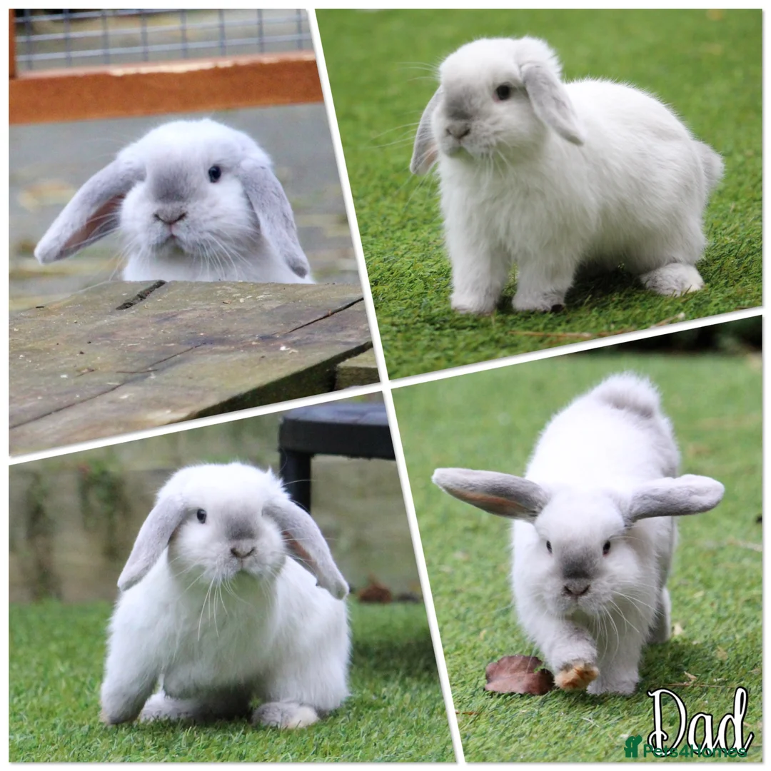 Mini Lop rabbits for sale: 3 pure bred mini lops - Advert 29
