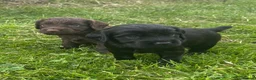 Sprocker dogs for sale: Sprocker puppies - Advert 10