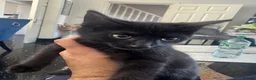 Mixed Breed cats for sale: Beautiful black kitten  - Advert 5