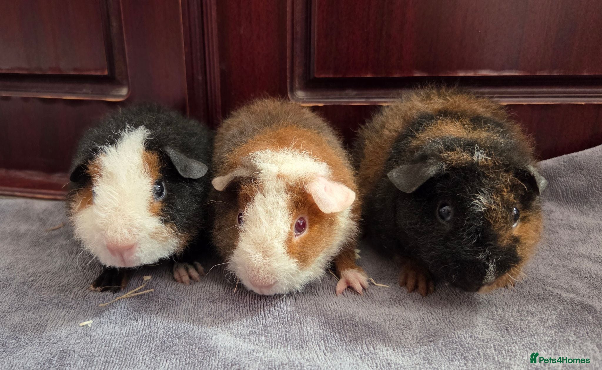 Guinea Pig rodents Teddy Baby Boar Guinea pigs - Advert 1
