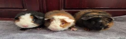 Guinea Pig rodents for sale: Teddy Baby Boar Guinea pigs - Advert 1