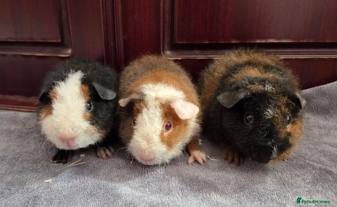 Guinea Pig rodents for sale: Teddy Baby Boar Guinea pigs - Advert 1