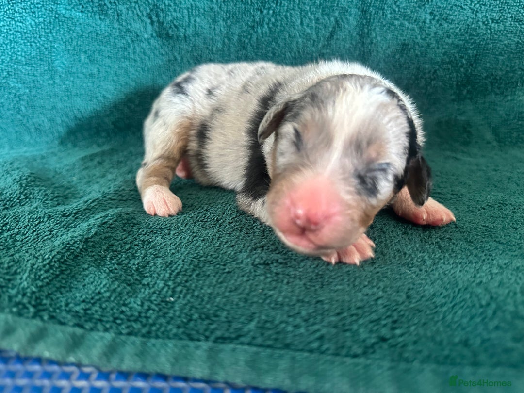 Australian Shepherd dogs for sale: Beautiful Australian Shepherds  - Image 16