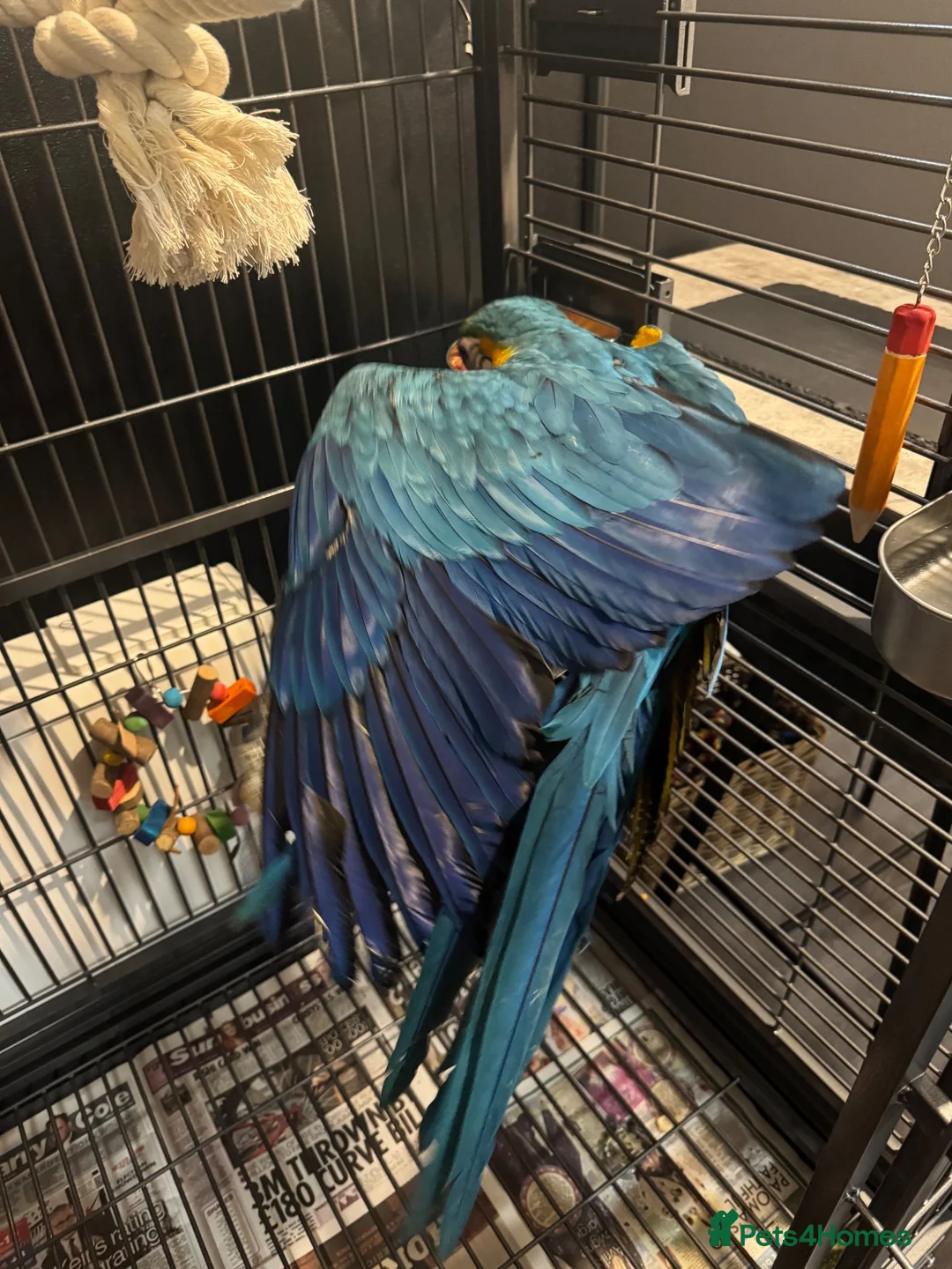 Macaws birds for sale: Blue and gold macaw  - Advert 2