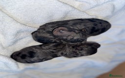 Cockapoo dogs for sale: Cockerpoo FB1 ready to leave  **  Eve  - Image 3