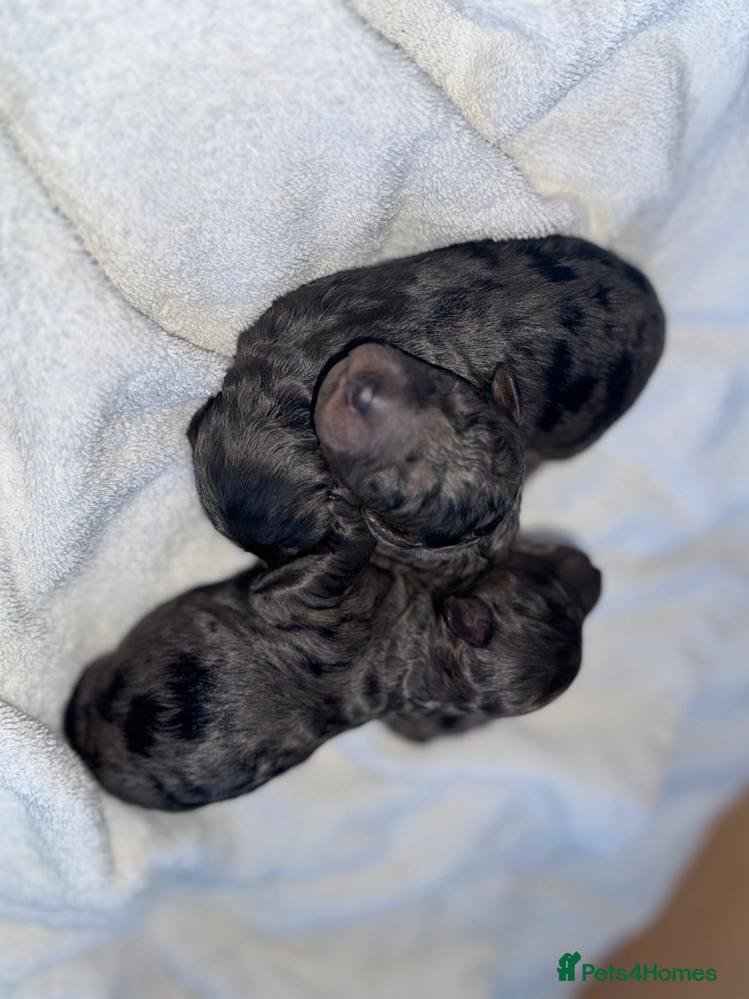 Cockapoo dogs for sale: Cockerpoo FB1 ready to leave  **  Eve  - Image 3