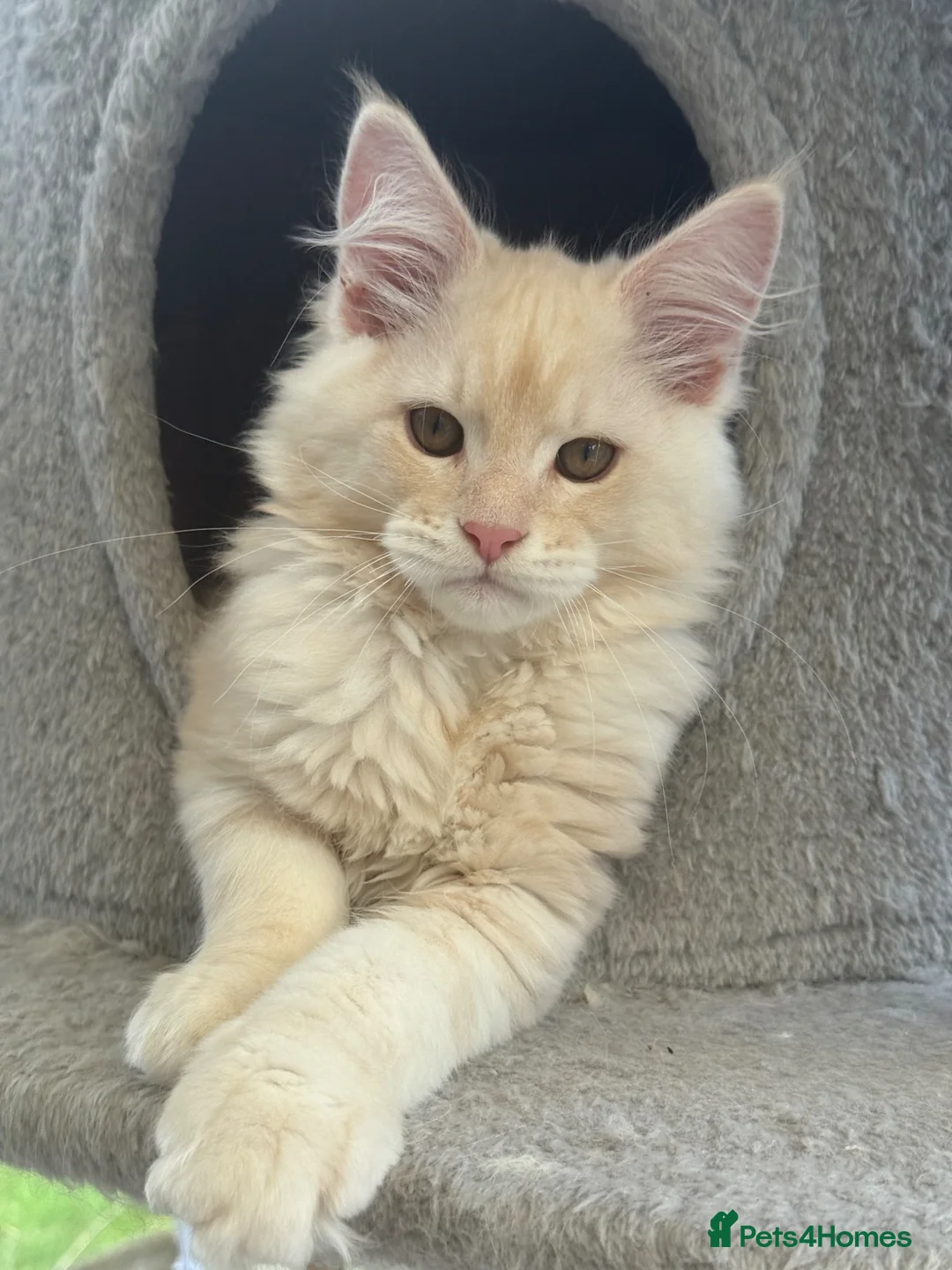 Maine Coon cats for sale: Outstanding TICA registered kittens - Advert 1