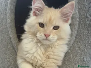 Maine Coon cats Outstanding TICA registered kittens - Advert 6