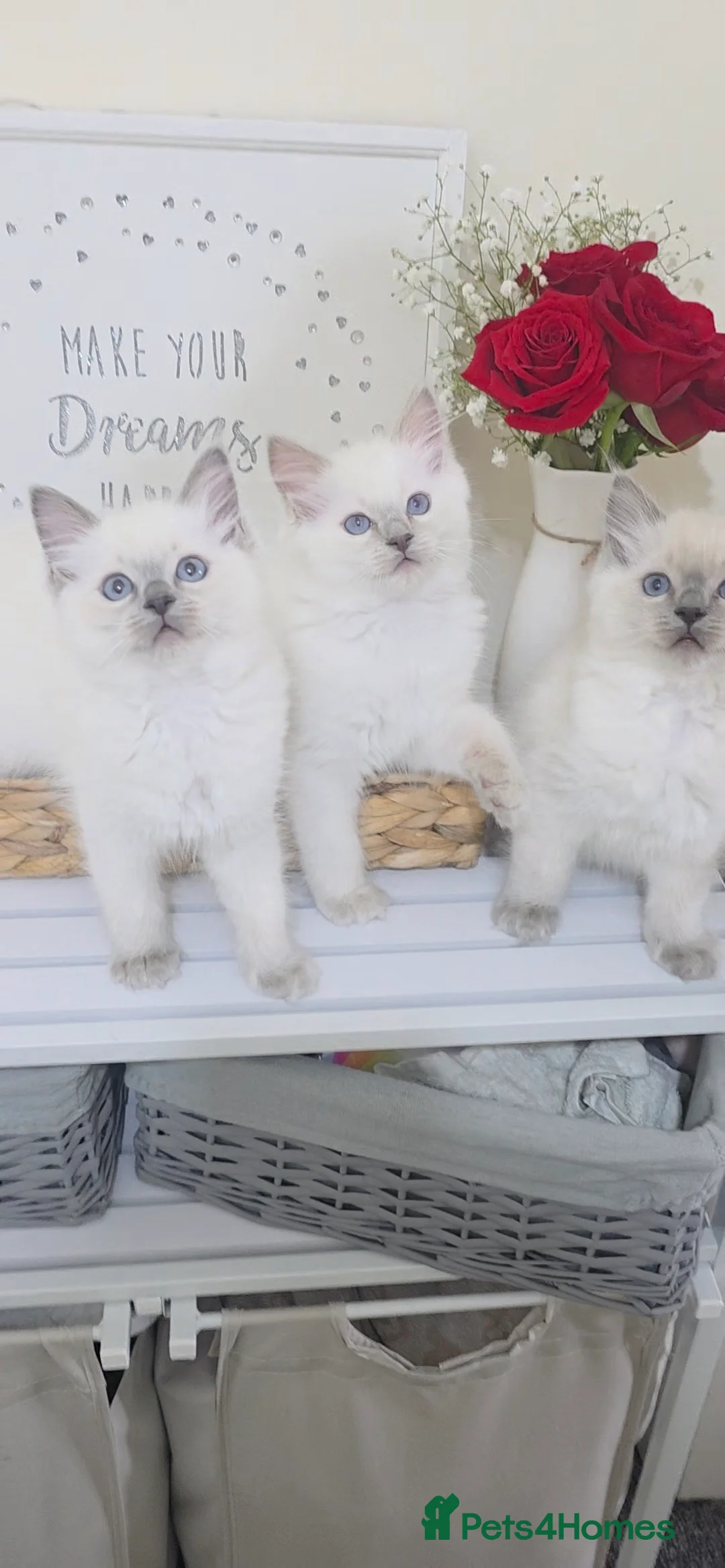 Ragdoll cats for sale: Blue point Ragdoll kittens for sale  - Advert 10