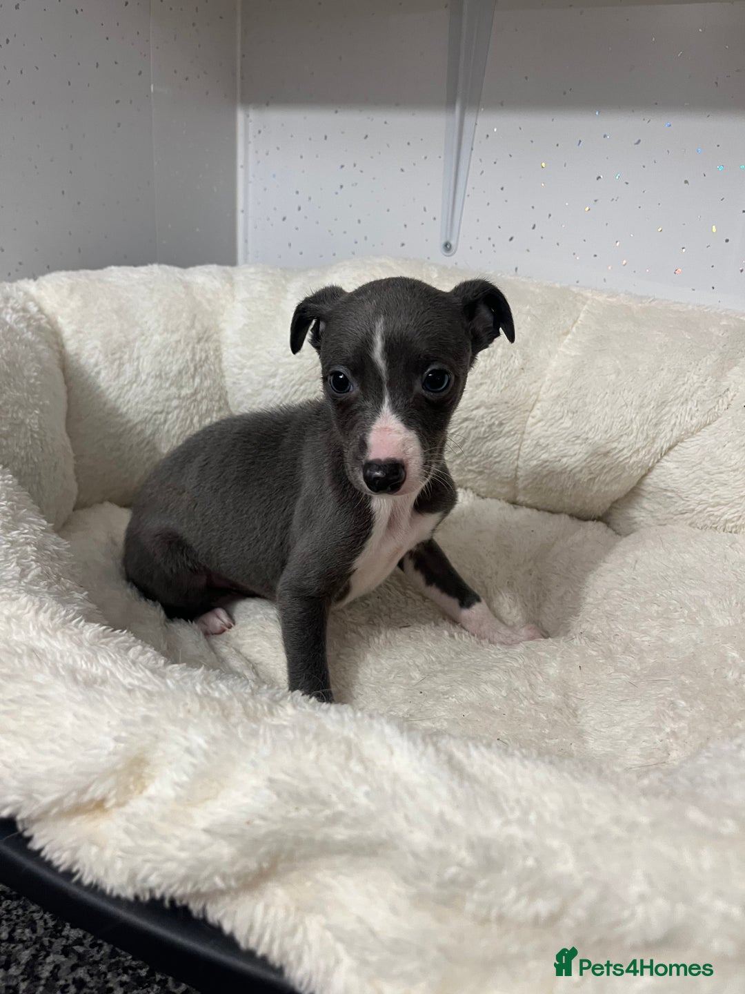 Whippet dogs for sale: Whippet  - Advert 1