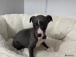 Whippet dogs Whippet - Advert 1