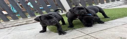 Cane Corso dogs for sale: 🐾 1 BOY LEFT CANE CORSO PUPPIES🐾 - Advert 19
