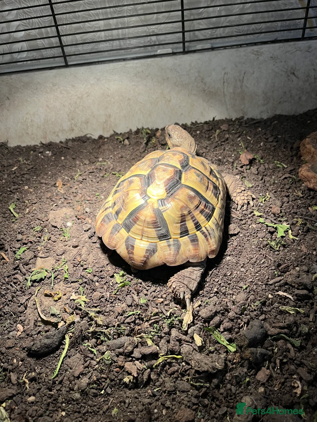 Tortoise reptiles for sale: Female Testudo Hermanni Tortoise - Advert 2