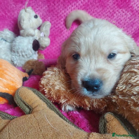 Golden Retriever dogs - Advert 4