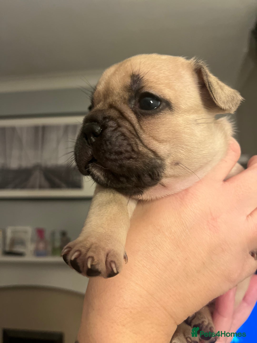 French Bulldog dogs for sale: Beautiful French bulldog puppies  - Advert 2