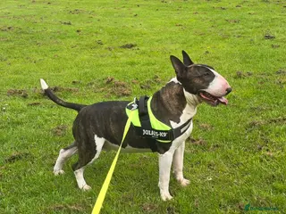 Bull Terrier dogs UK CH SIRED STUD - TOP EMRED & ARICON BLOODLINES - Advert 1
